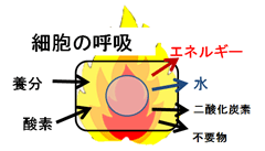cellkokyu.gif